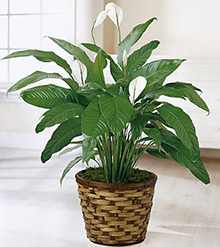 Peace Lily